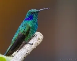 Green Violet-ear