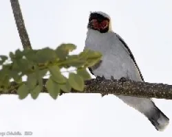 Masked Tityra  male