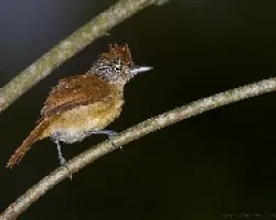 Thamnophilus doliatus