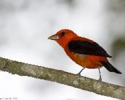 Piranga olivacea