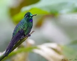 Green-crowned Brilliant macho
