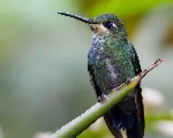 Green-crowned Brilliant juvenil