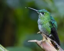 Green-crowned hembra