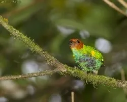Bay-headed Tanager