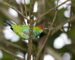 Bay-headed Tanager