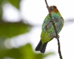 Bay-headed Tanager