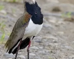 Vanellus chilensis