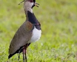 Vanellus chilensis