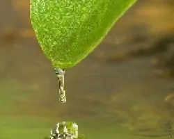 cae lluvia de la hoja