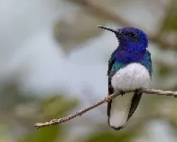 Florisuga mellivora