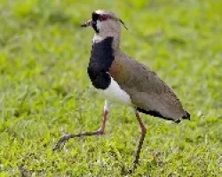 Vanellus chilensis
