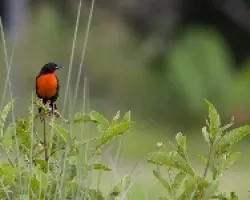 Sturnella militaris