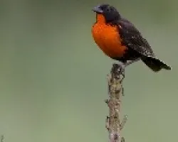 Sturnella militaris