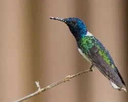 Florisuga mellivora