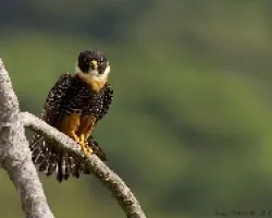 Bat Falcon