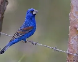 Blue Grosbeak