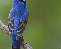 Blue Grosbeak