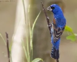 Blue Grosbeak
