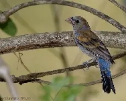 Blue Grosbeak macho juvenil