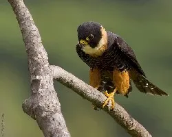 Bat Falcon