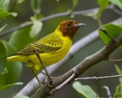 Mangrove Warbler male