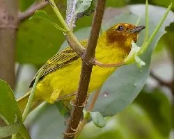 Mangrove Warbler juvenil