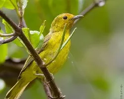 Mangrove Warbler hembra