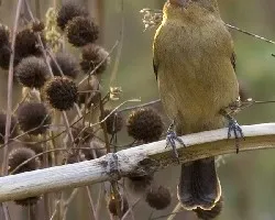 Blue Grosbeak hembra