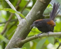 Slaty Spinetail