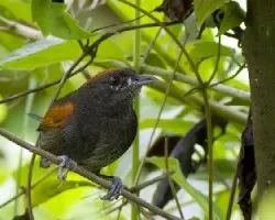 Slaty Spinetail