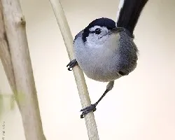 Tropical Gnatcatcher macho