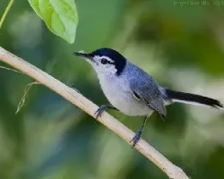 Tropical Gnatcatcher macho