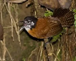 Bay Wren