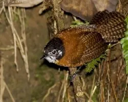 Bay Wren