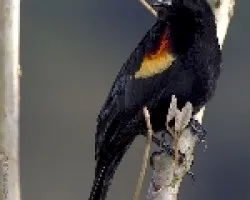 Agelaius phoeniceus