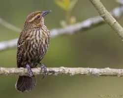 Agelaius phoeniceus