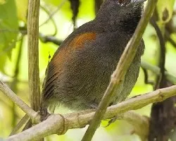 Slaty Spinetail