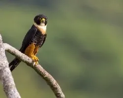 Bat Falcon