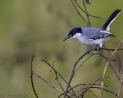 White-lored Gnatcatcher macho