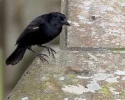 Agelaius phoeniceus