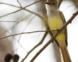 Brown-crested Flycatcher