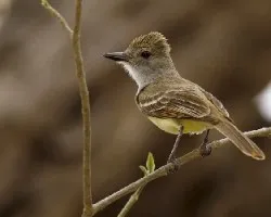 Brown-crested Flycatcher