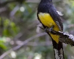 Black-headed Trogon