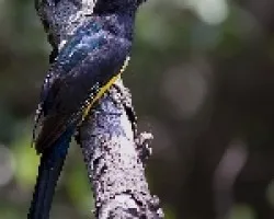 Black-headed Trogon