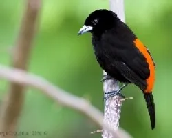 Cherrie`s Tanager macho