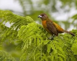 Cherrie`s Tanager hembra