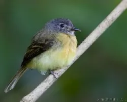 Aphanotriccus capitalis