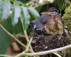 Sunbittern