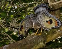 Sunbittern