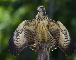 Mangrove Black-Hawk juvenil